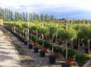 Cave - Pinus pinea 125-150 C25l